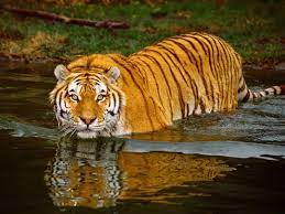 Sundarbans Adventure(The Largest Mangrove Forest in the World) – 3 to 5 Day Trip Price Range: USD 2,500 - 4500 per person