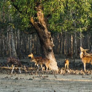 Sundarbans Adventure  – 3 to 5 Day Trip